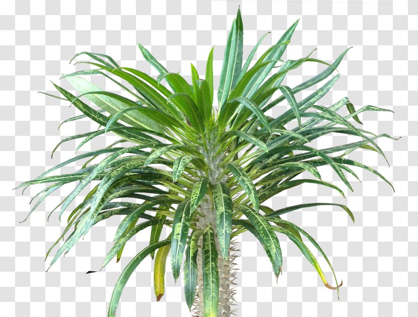 Arecaceae Subtropics Houseplant Evergreen Leaf - Tropics Transparent PNG