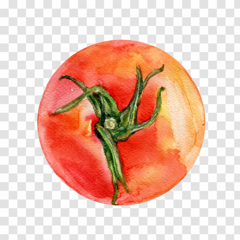Bush Tomato Watercolor Painting Vegetable Illustration - Eggplant - Hand-painted Red Tomatoes Transparent PNG