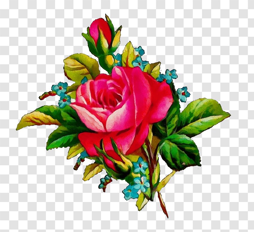 Watercolor Flower Background - Plant - Floristry Hybrid Tea Rose Transparent PNG