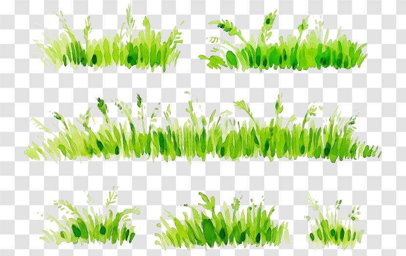 Green Grass Vegetation Plant Family - Paint - Wheatgrass Transparent PNG