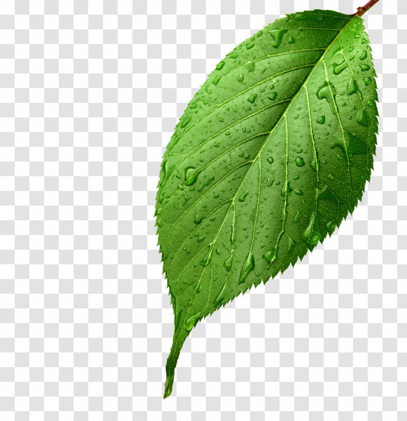 Light Leaf Green Drop Dew - Apple Leaves,Apple Leaves Transparent PNG