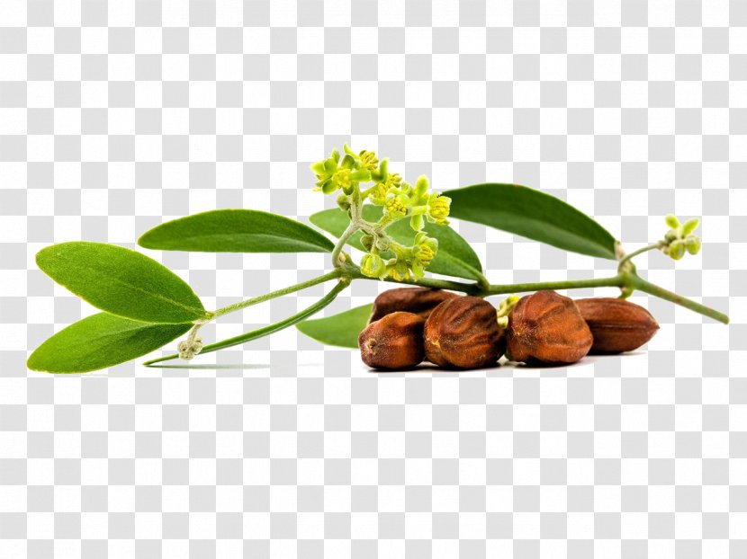 Jojoba Oil Extraction - Seed Transparent PNG
