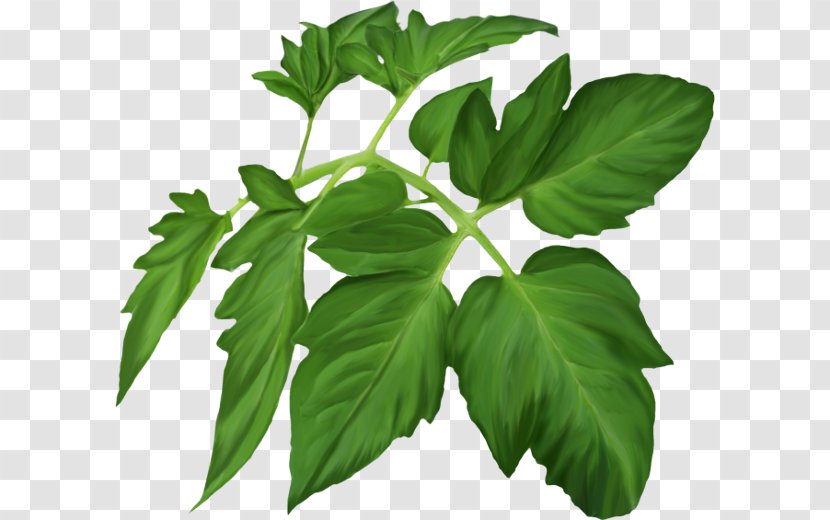 Herbaceous Plant Leaf Clip Art - Tree Transparent PNG