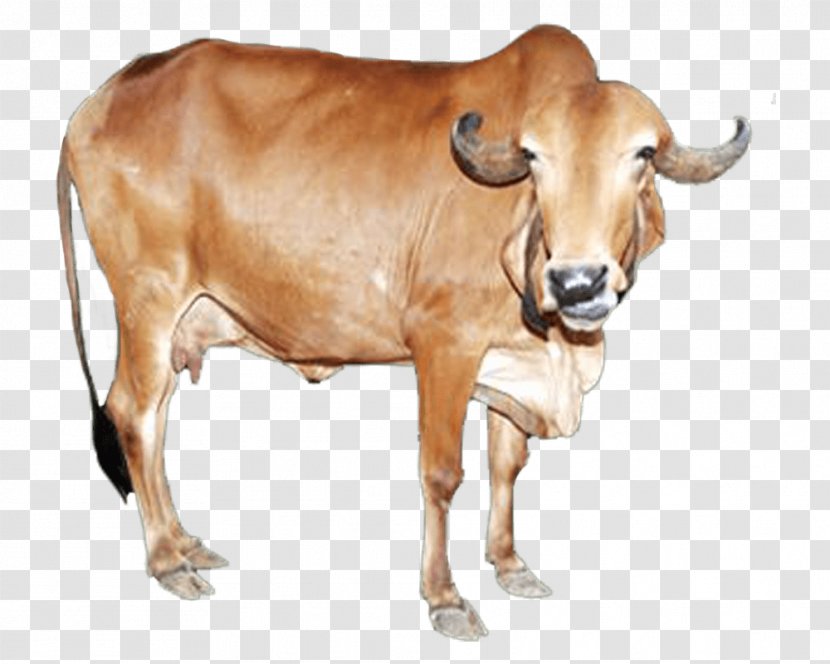Gyr Cattle Sahiwal Deoni Tharparkar Junagadh District - Cow Goat Family - Milk Transparent PNG