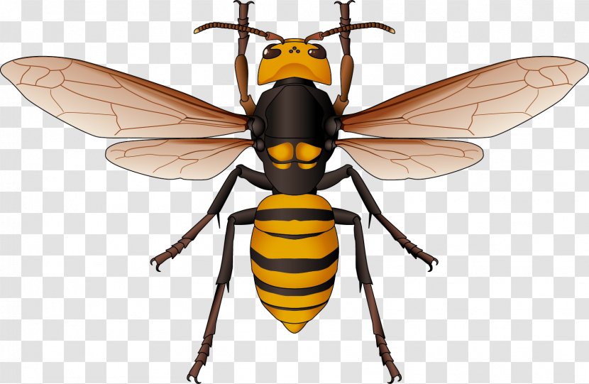 Hornet Honey Bee Vector Graphics Euclidean - Netwinged Insects - Backside Design Element Transparent PNG