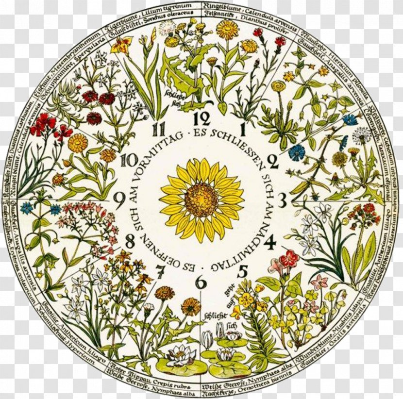 Floral Clock Linnaeus' Flower Chronobiology - Botany Transparent PNG