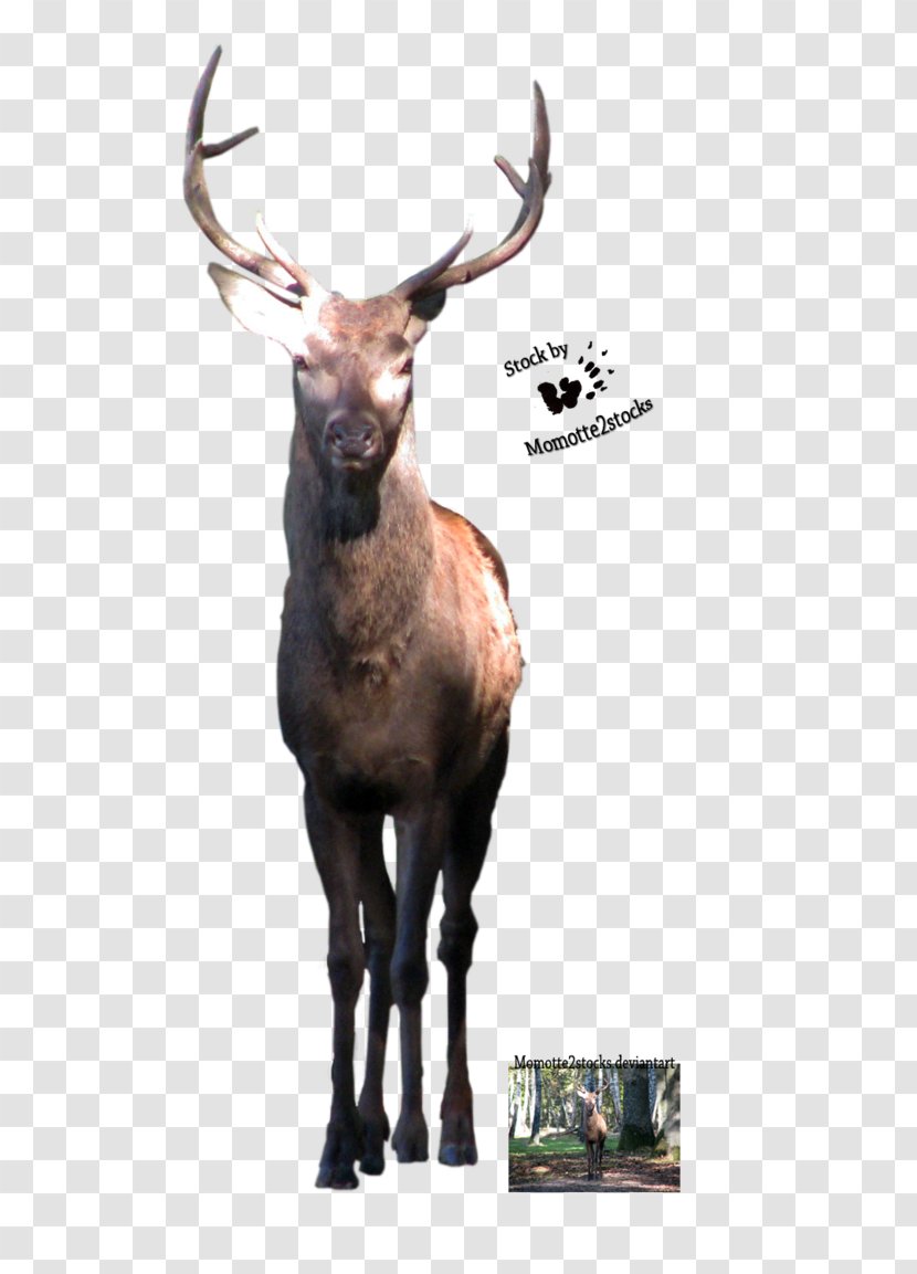 Elk Reindeer - Stock Photography - Deer Transparent PNG