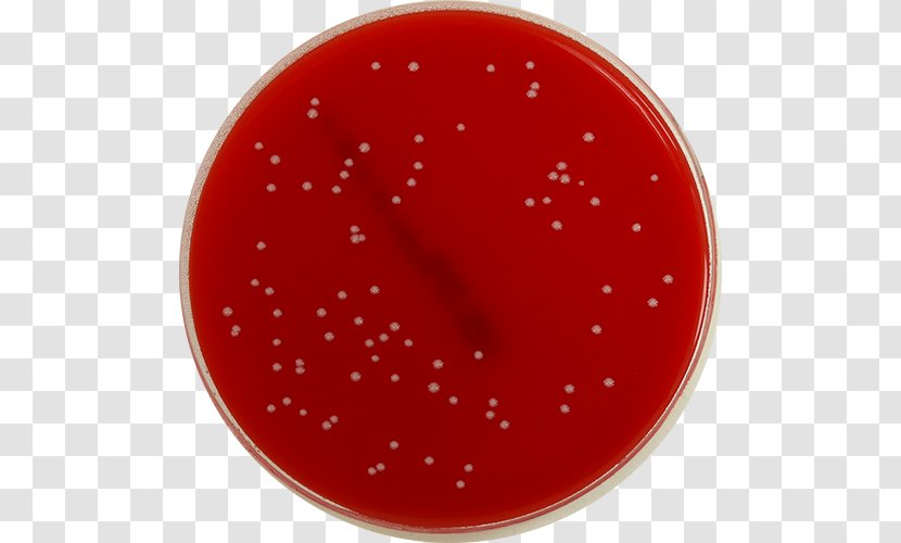XLD Agar Plate Shigella Microbiology - Enterobacteriaceae - Staph Bacteria Transparent PNG