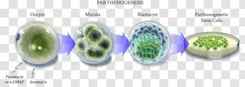 Stem Cell Stem-cell Therapy Gene - Bead Transparent PNG