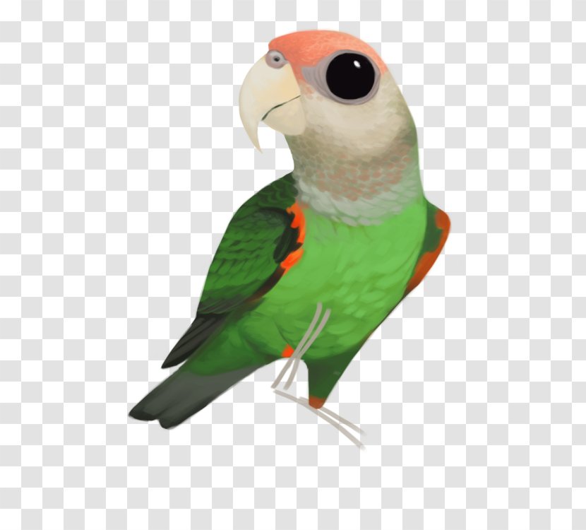 Lovebird Parakeet Feather Fauna Beak - Cacatua Leadbeateri Transparent PNG