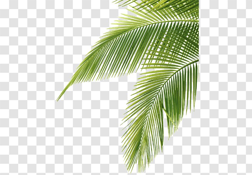 Palm Trees Clip Art Image JPEG - Tree - Leaf Transparent PNG