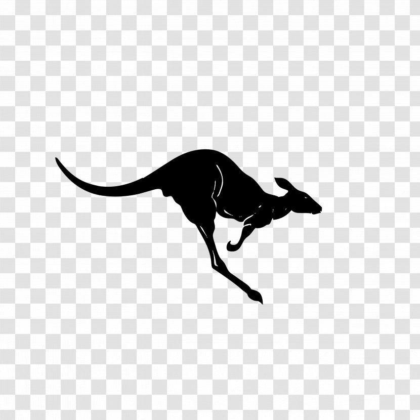 Kangaroo Silhouette - Wildlife - Black Transparent PNG