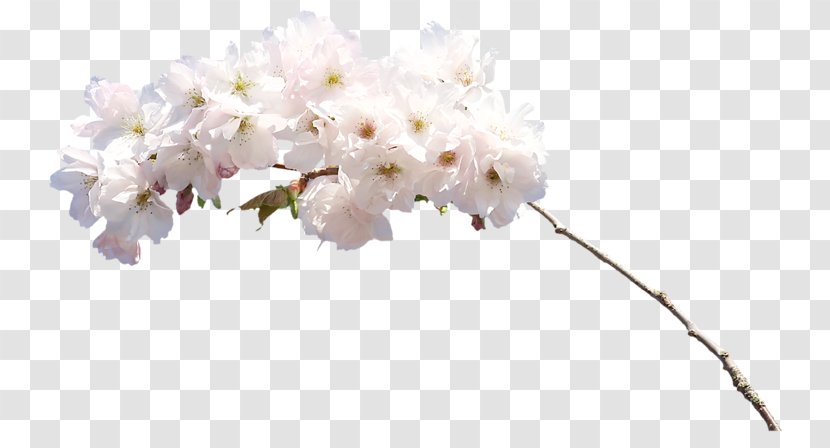 White Cut Flowers - Flowering Plant - Flower Transparent PNG