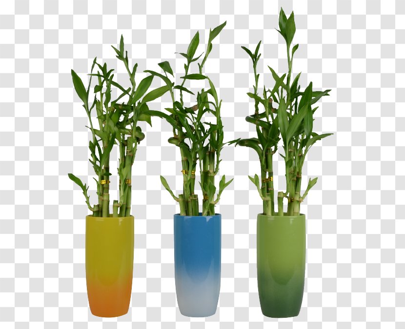 Lucky Bamboo Plant Stem Flowerpot Transparent PNG