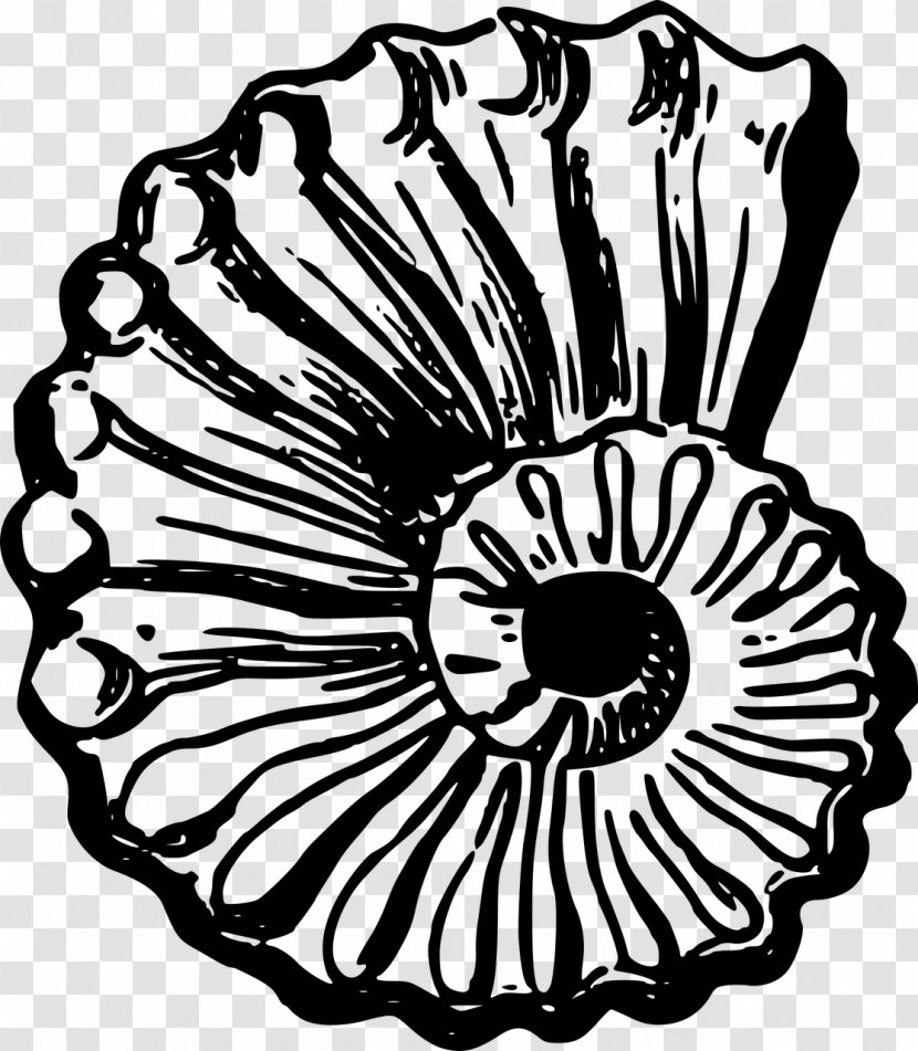 Seashell Clip Art - Visual Arts Transparent PNG