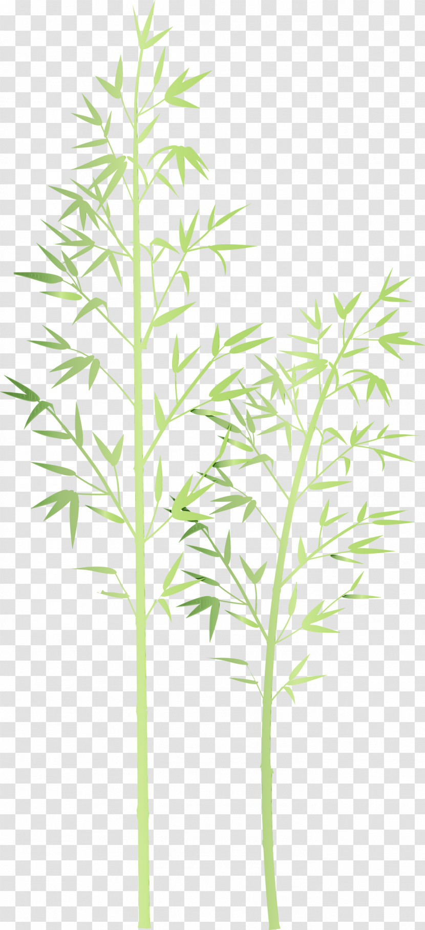 Plant Flower Leaf Plant Stem Grass Family Transparent PNG