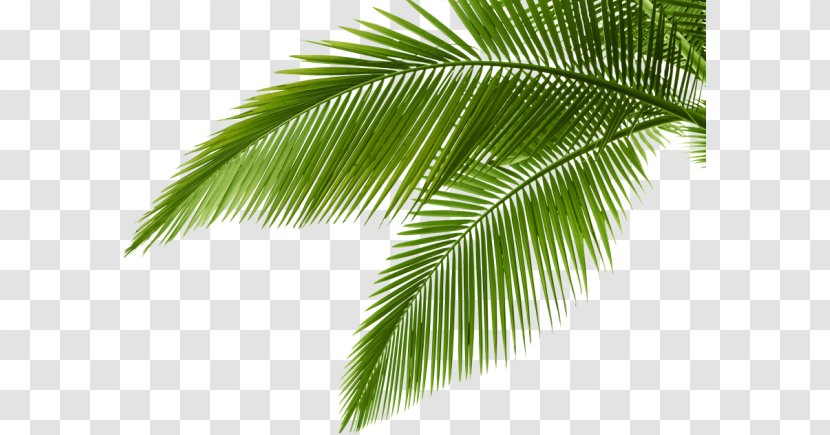 stock photography royalty free vegetation tropical vector transparent png tropical vector transparent png
