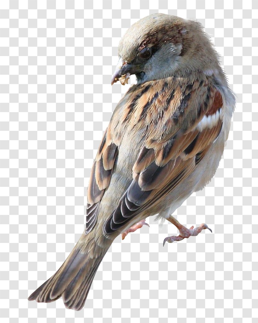 House Sparrow Bird Clip Art Transparent PNG