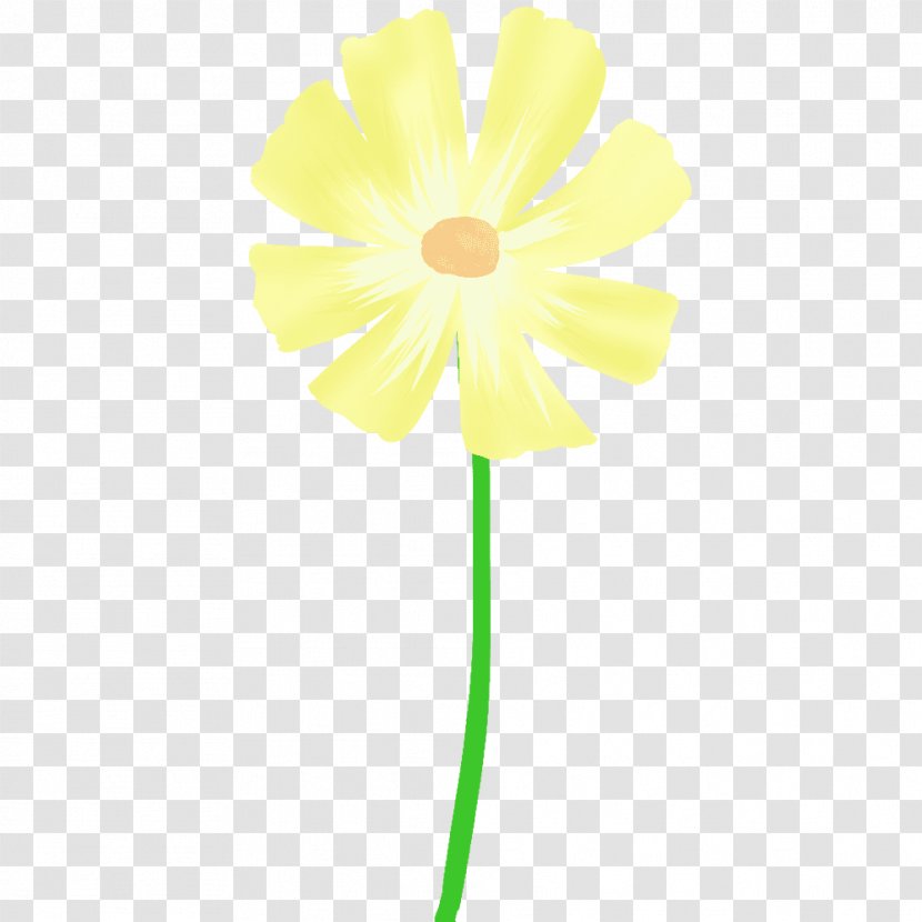 Daisy Family Cut Flowers Plant Stem Common Transparent PNG
