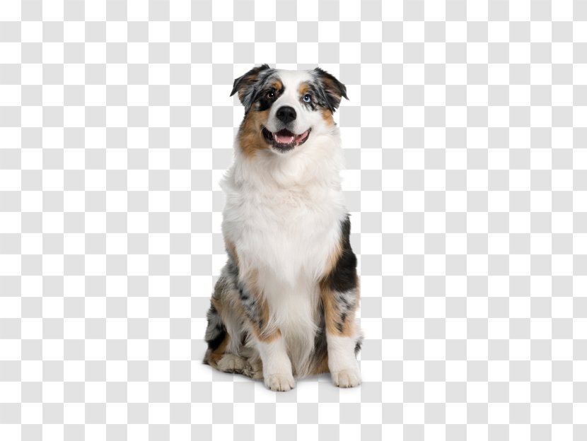 Australian Shepherd Berger Blanc Suisse German Puppy Prague Ratter Transparent PNG