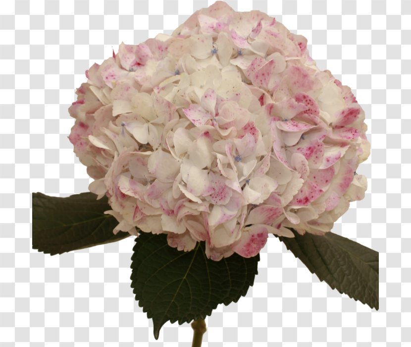 Hydrangea Cut Flowers Pink Rose - Hydrangeaceae Transparent PNG