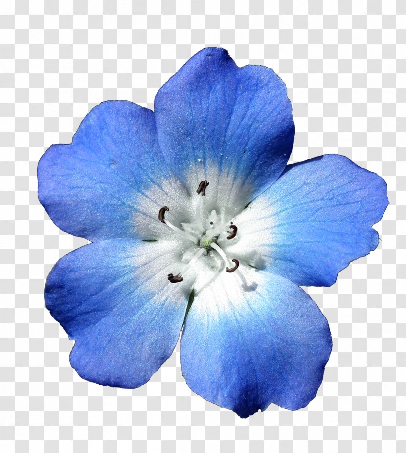 Flower Bouquet Blue White Clip Art - Brushes Transparent PNG