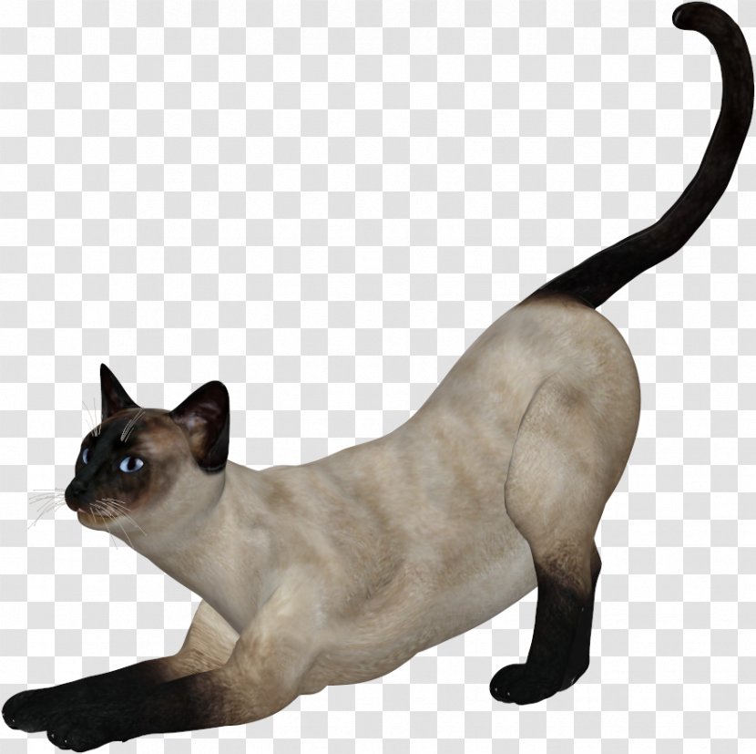 Siamese Cat Tonkinese Kitten Domestic Short-haired - White Transparent PNG