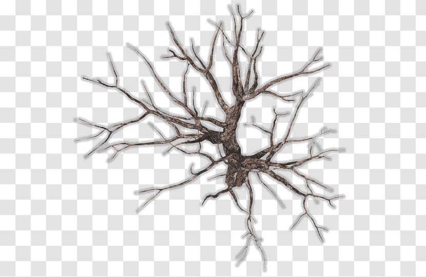 Twig Tree Branch Root Clip Art - Color - Top View Of Trees Transparent PNG