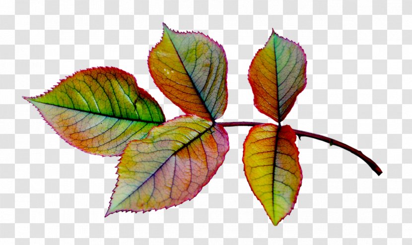 Leaf Plant Stem Petal Transparent PNG