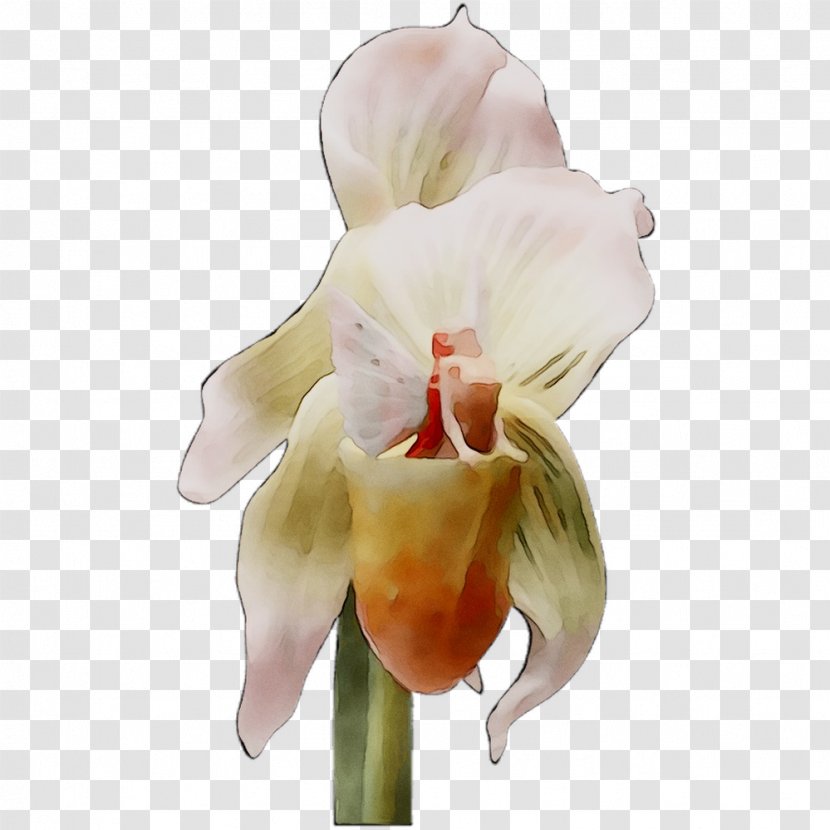 Moth Orchids Cattleya Cut Flowers Transparent PNG