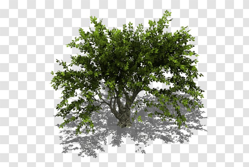 Oak Branch Tree Shrub Transparent PNG