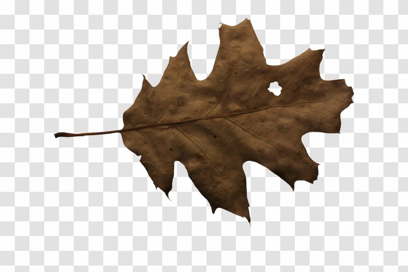 Leaf Autumn Download - Tree - Leaves Transparent PNG