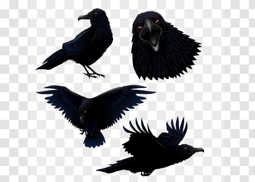 Common Raven Bird Clip Art - Black Crows Transparent PNG