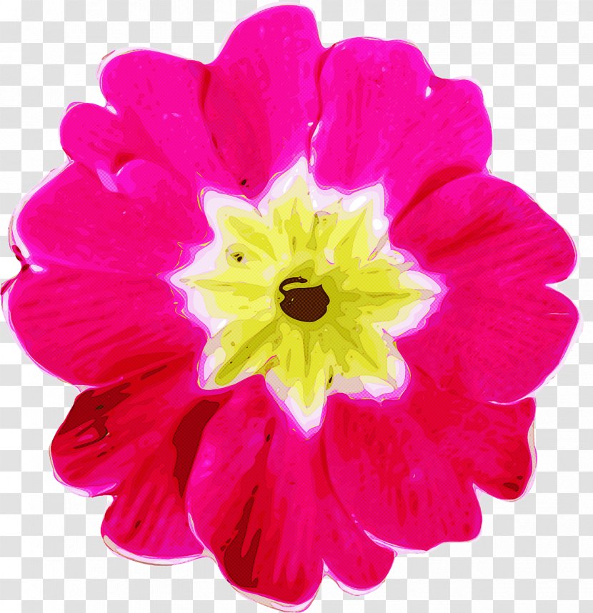 Flowering Plant Petal Flower Pink - Herbaceous Cut Flowers Transparent PNG