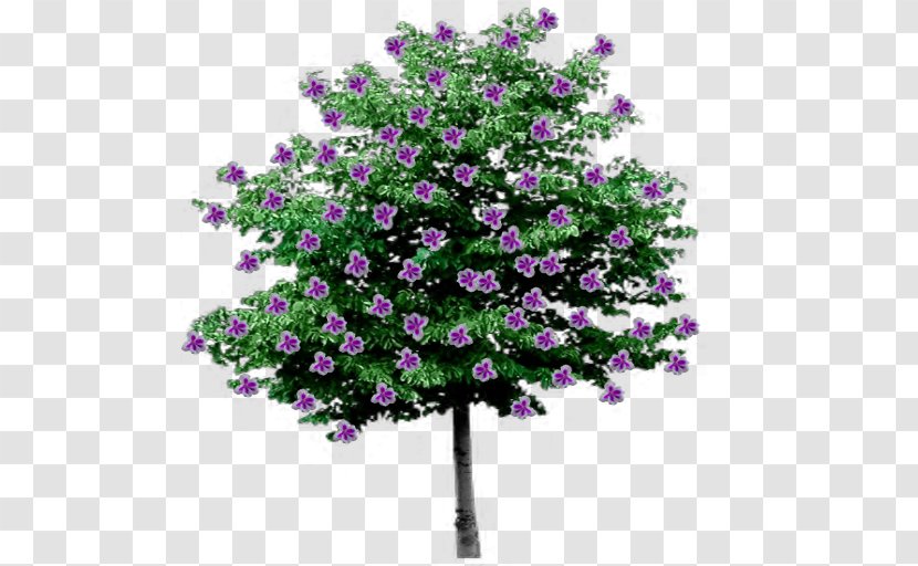 Tree Shrub Branch Clip Art Alpha Compositing - Woody Plant - Purple Willow Transparent PNG