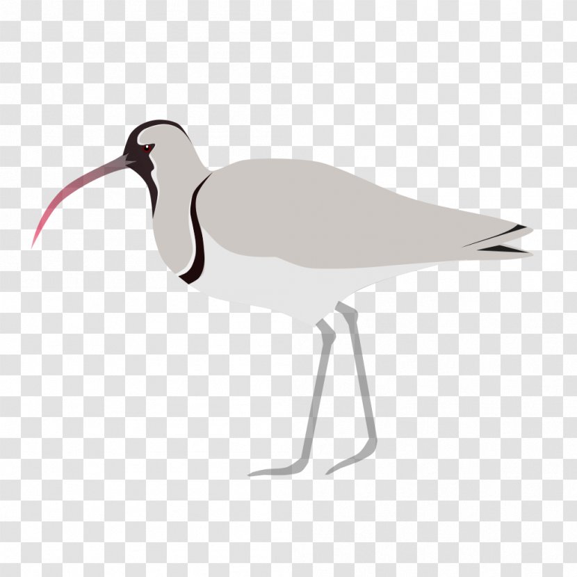 Ibisbill Bird Wader Beak - Charadriiformes Transparent PNG