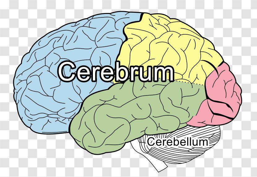 Lobes Of The Brain Frontal Lobe Parietal Occipital - Flower - True Story Transparent PNG