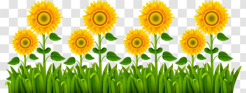Common Sunflower Plant Euclidean Vector - Golden Transparent PNG