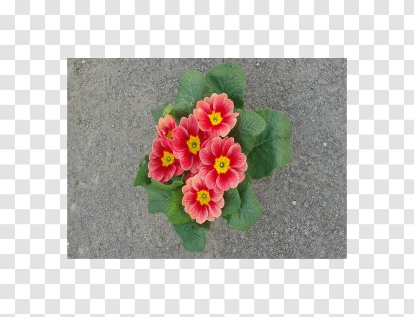 Primrose Mallows Flowerpot Violet - Mallow Transparent PNG