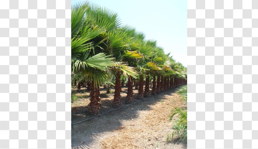 Anacahuita Coconut Ehretia Anacua Arecaceae Evergreen - Tree - Trachycarpus Fortunei Transparent PNG