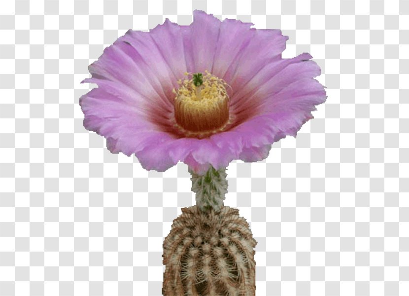 Hedgehog Cacti Cactus Flowers Plant Echinocereus - Mammillaria - Flower Transparent PNG
