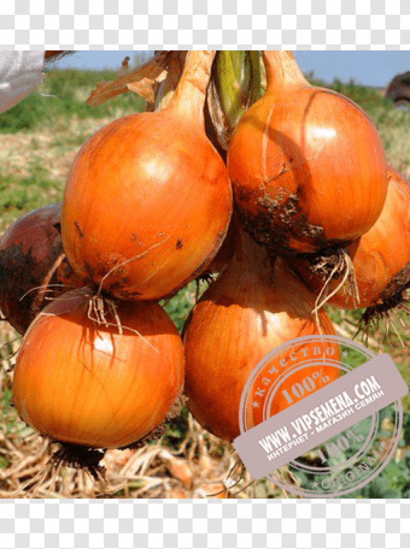 Pumpkin Calabaza Winter Squash Onion Food - Onions Transparent PNG