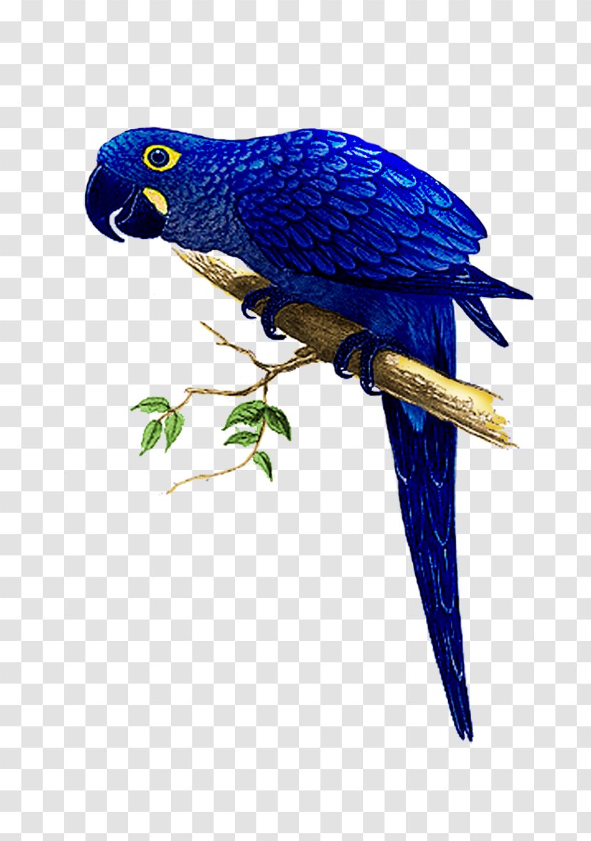 Hyacinth Macaw The Speaking Parrots: A Scientific Manual Bird - Parrot Transparent PNG
