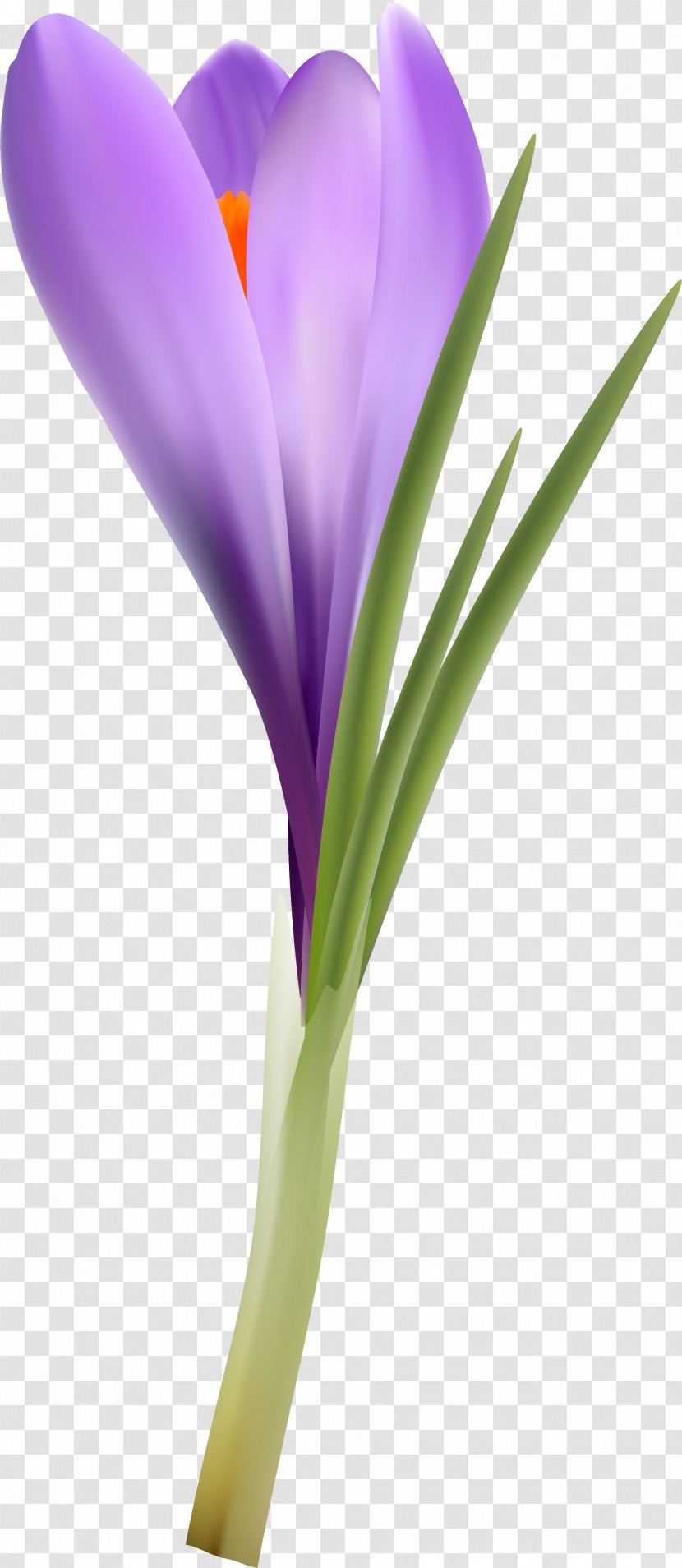 Flowering Plant Violet Lilac Purple Lavender - Crocus Transparent PNG