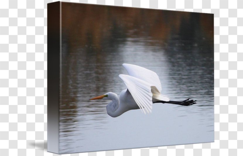 Cygnini Egret Beak Feather - Swan - Poster Design Transparent PNG