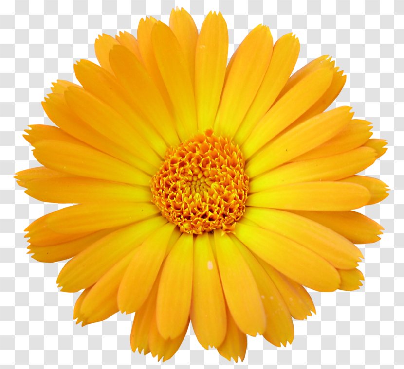 Cut Flowers Transvaal Daisy Clip Art - Family - Big Yellow Transparent PNG