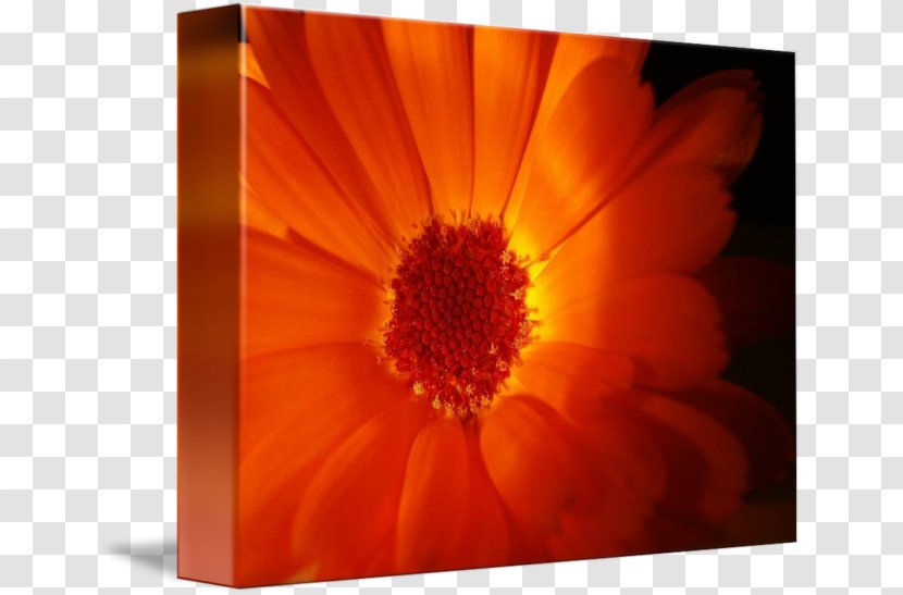 Transvaal Daisy Desktop Wallpaper Close-up Computer Dahlia - Closeup - Bright Flowers Transparent PNG