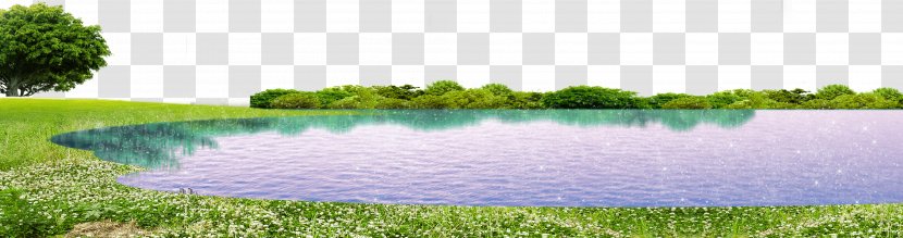 Grass Lake Green - Plant Transparent PNG