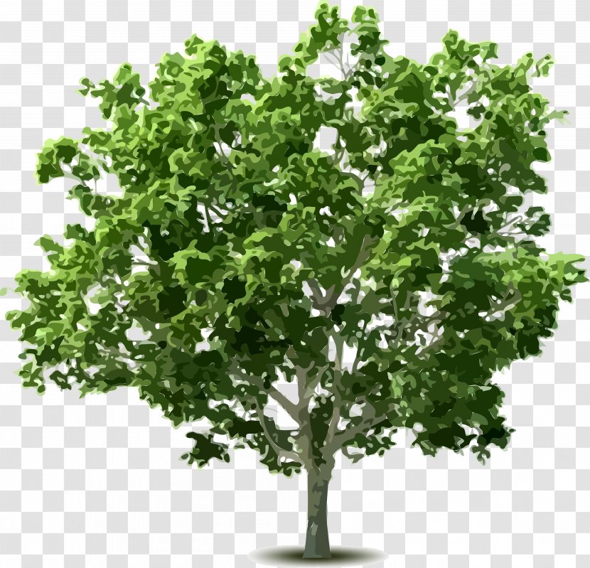 Tree Shrub Clip Art - Plane Family - Hedge Transparent PNG