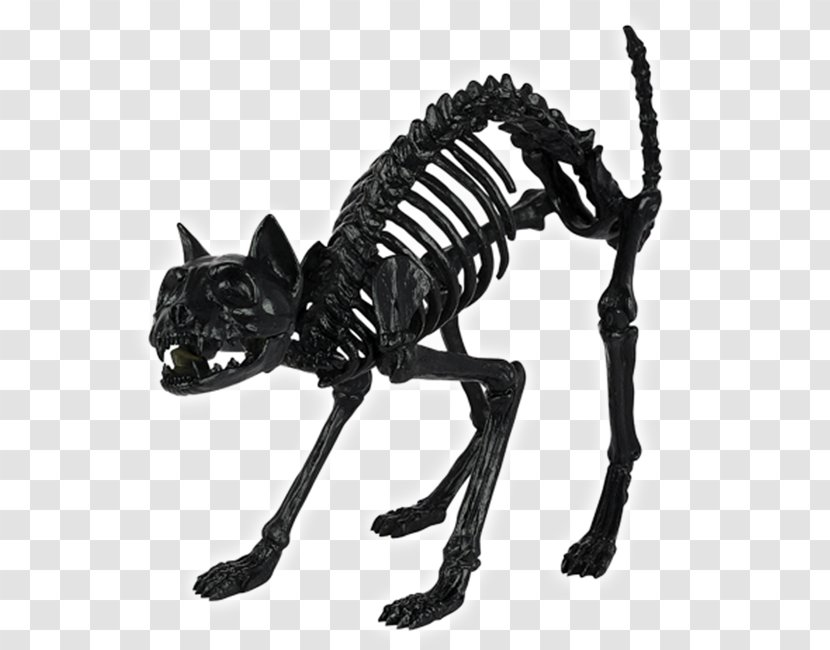 Skull Skeleton Bone Spirit Halloween Cat - Like Mammal Transparent PNG